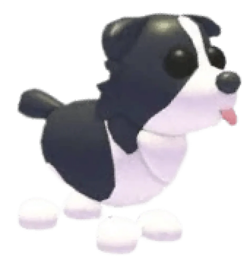 Border Collie