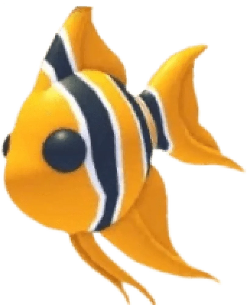 MFR Angelfish