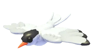 Arctic Tern