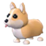 Corgi