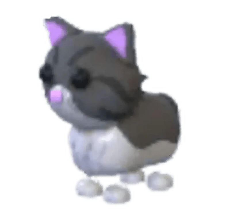 MFR Persian Cat