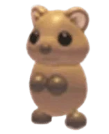 Quokka