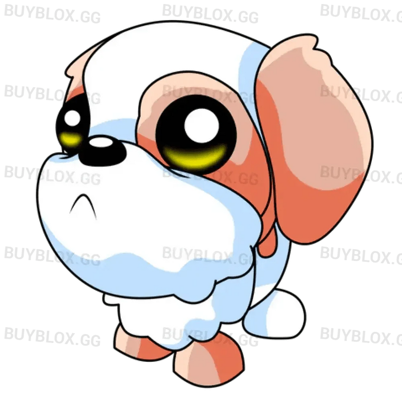 MFR Shih Tzu