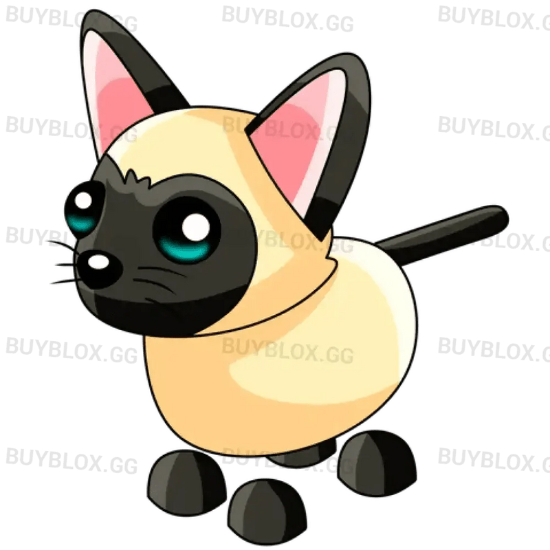 MFR Siamese Cat