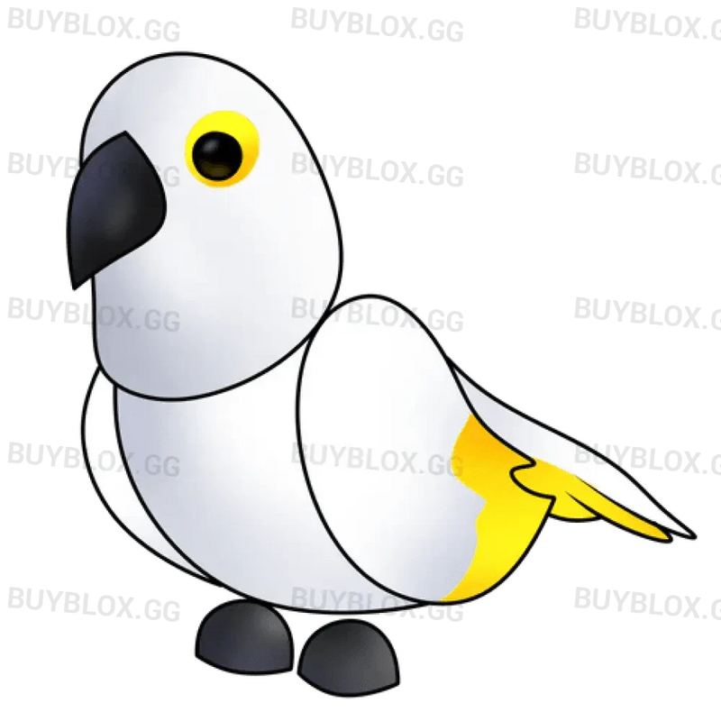 NFR White Amazon