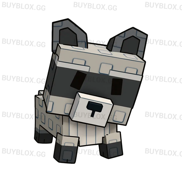Raccoon